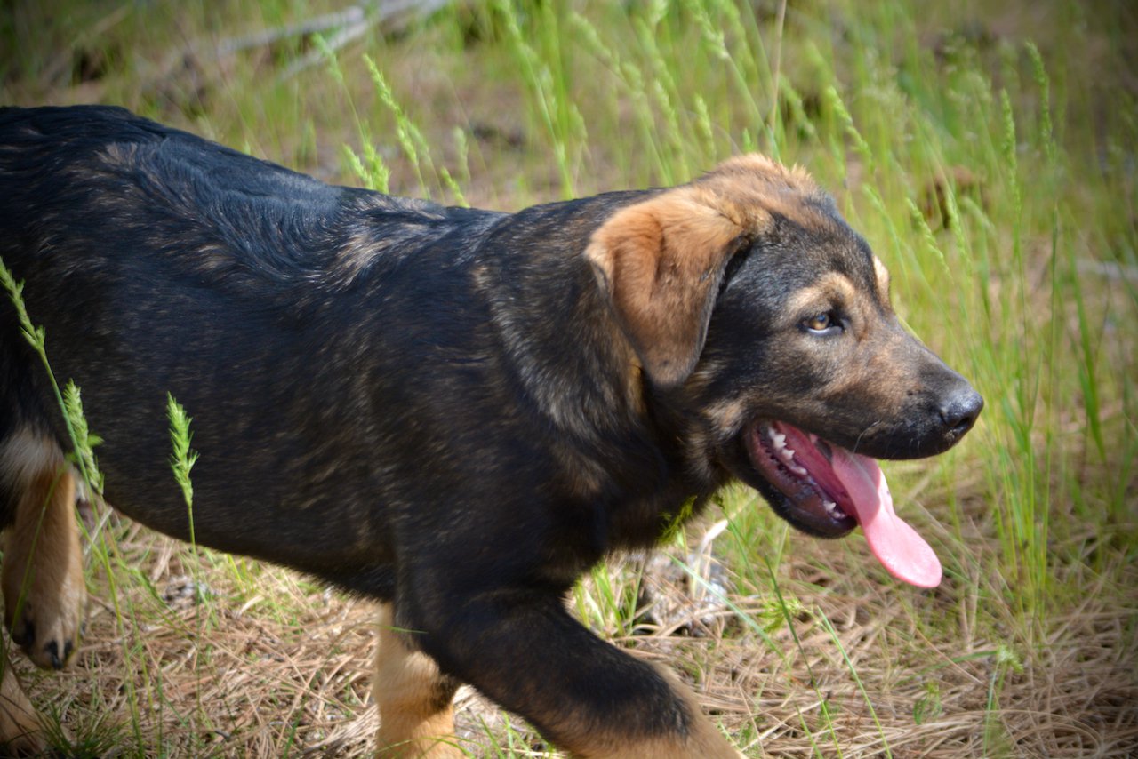 Big Dog Litter - 13 weeks old - Brutus1