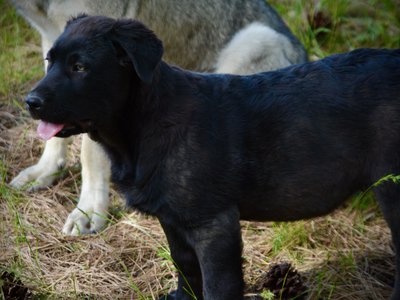 Big Dog Litter - 13 weeks old - Spartacus1