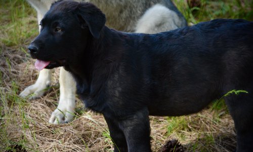 Big Dog Litter - 13 weeks old - Spartacus1