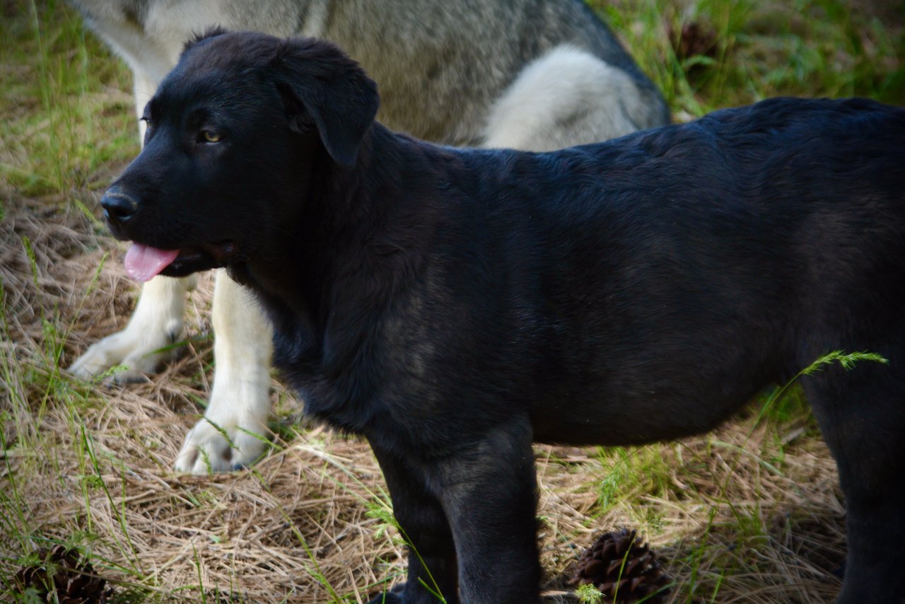 Big Dog Litter - 13 weeks old - Spartacus1