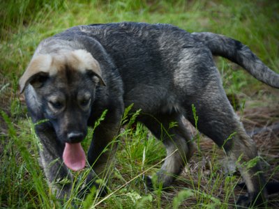 Big Dog Litter - 13 weeks old - zantanna1