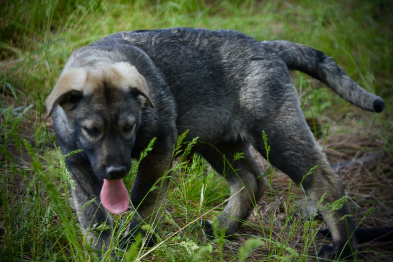 Big Dog Litter - 13 weeks old - zantanna1