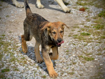 Big Dog Litter - 13 weeks old - marmaduke1