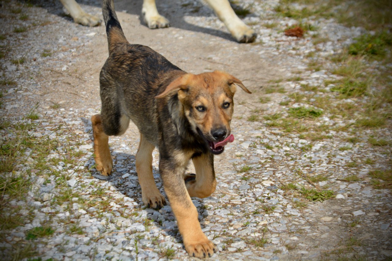 Big Dog Litter - 13 weeks old - marmaduke1