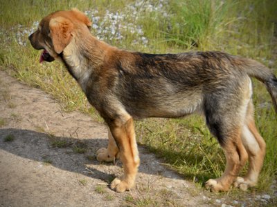 Big Dog Litter - 13 weeks old - marmaduke2