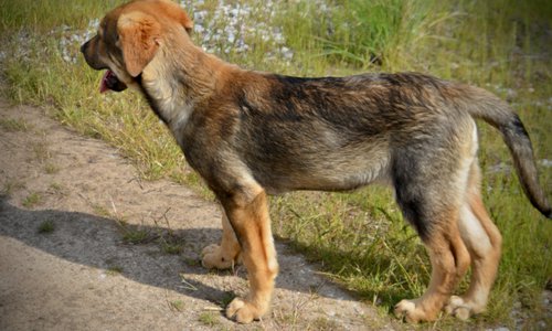 Big Dog Litter - 13 weeks old - marmaduke2
