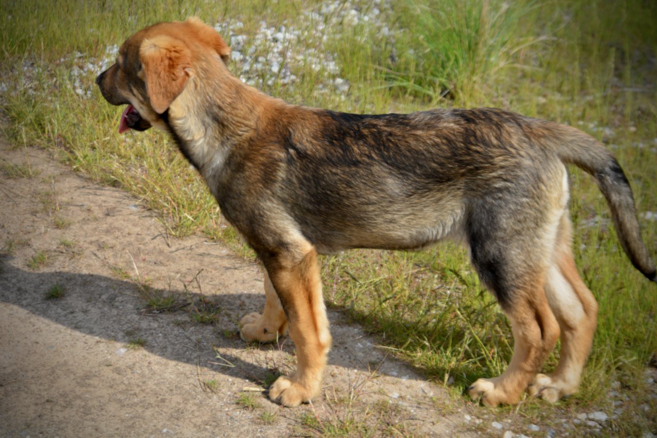 Big Dog Litter - 13 weeks old - marmaduke2