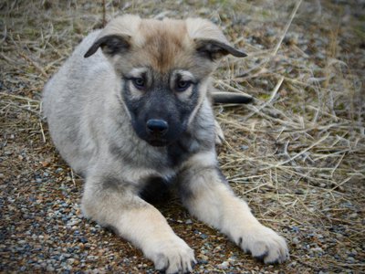 Harvest Litter - 12 weeks old - Dell - down front