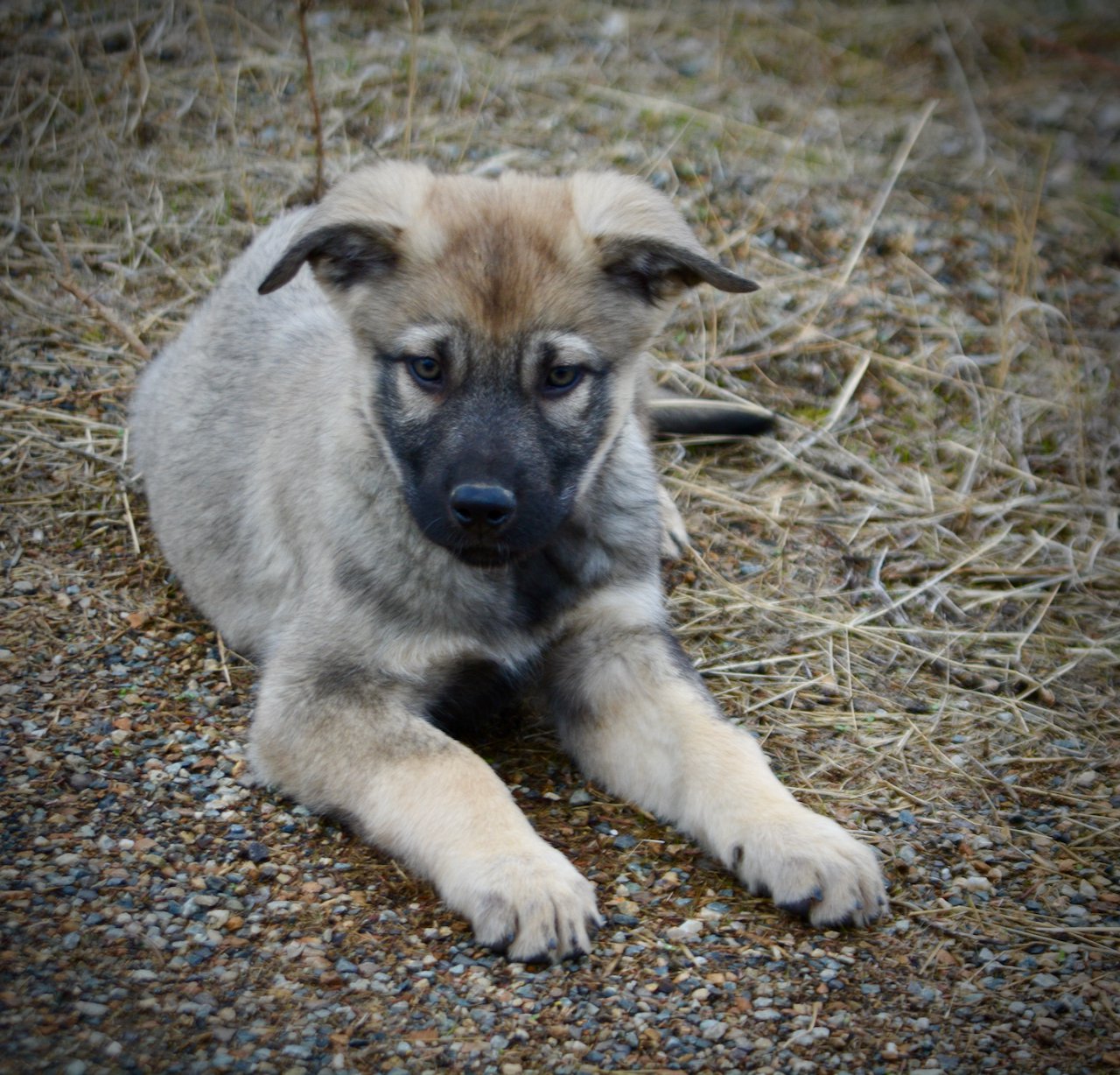 Harvest Litter - 12 weeks old - Dell - down front