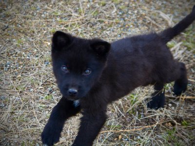 Mountain Peaks Litter - 12 weeks old - Hamilton - trotting looking up