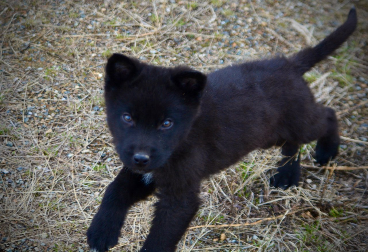 Mountain Peaks Litter - 12 weeks old - Hamilton - trotting looking up