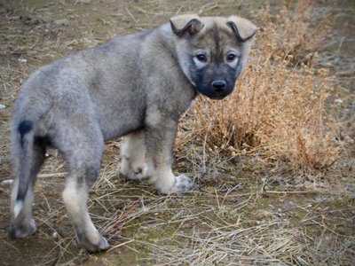 Mountain Peaks Litter - 12 weeks old - Blackburn - standing looking back