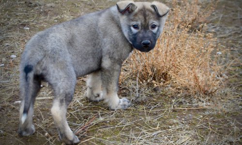 Mountain Peaks Litter - 12 weeks old - Blackburn - standing looking back