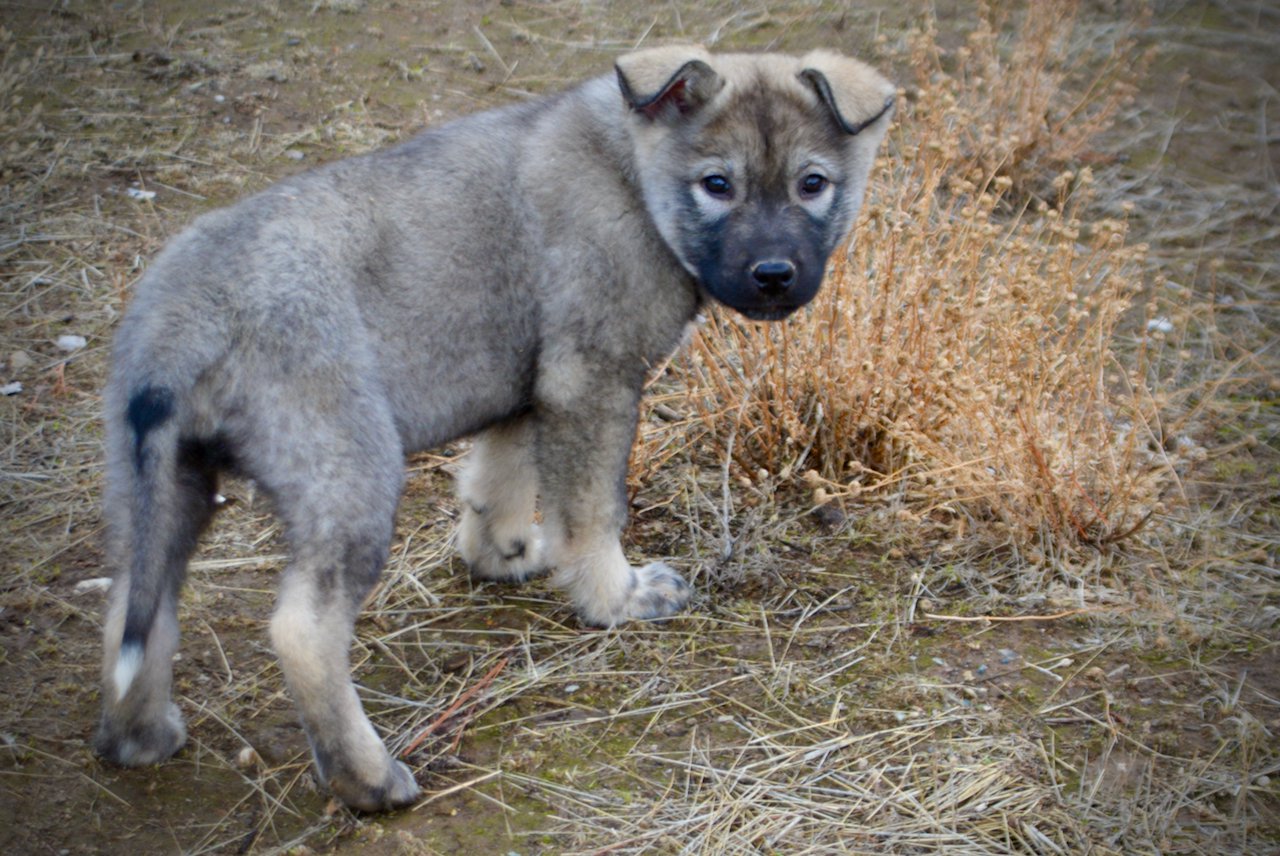 Mountain Peaks Litter - 12 weeks old - Blackburn - standing looking back