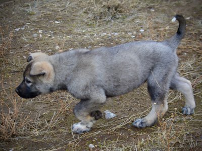 Mountain Peaks Litter - 12 weeks old - Blackburn - trotting