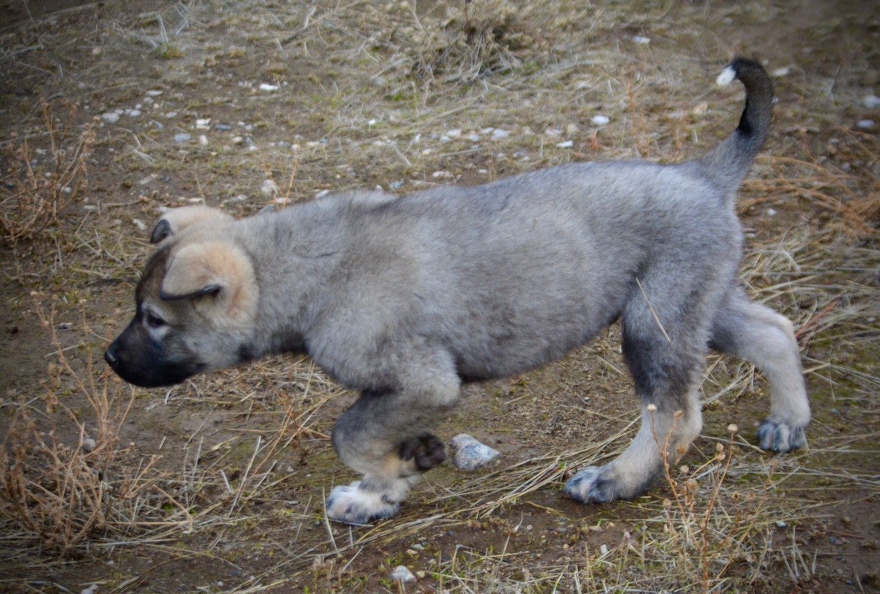 Mountain Peaks Litter - 12 weeks old - Blackburn - trotting