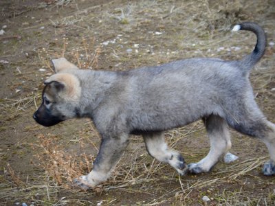 Mountain Peaks Litter - 12 weeks old - Blackburn - trotting tail up