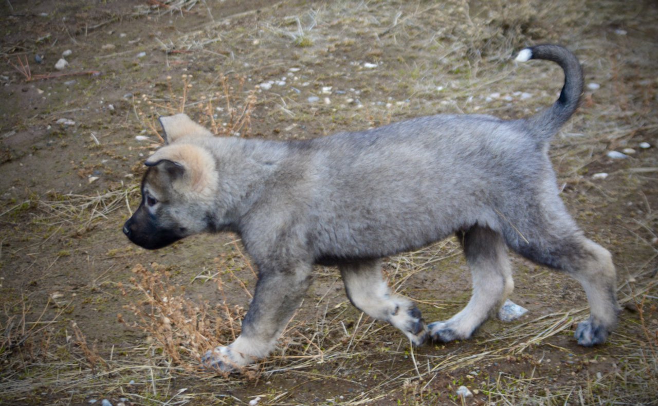 Mountain Peaks Litter - 12 weeks old - Blackburn - trotting tail up