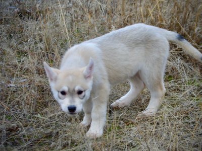 Muscle Car Litter - 12 weeks old - Corvette - stand with a stick