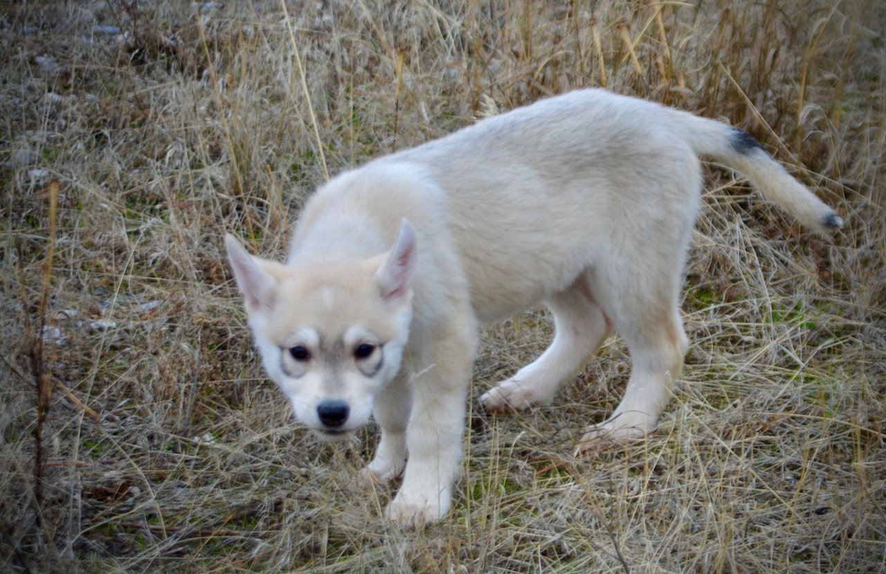 Muscle Car Litter - 12 weeks old - Corvette - stand with a stick