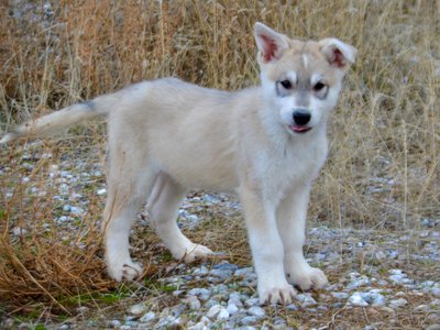 Muscle Car Litter - 12 weeks old - Mustang - stand front one ear up