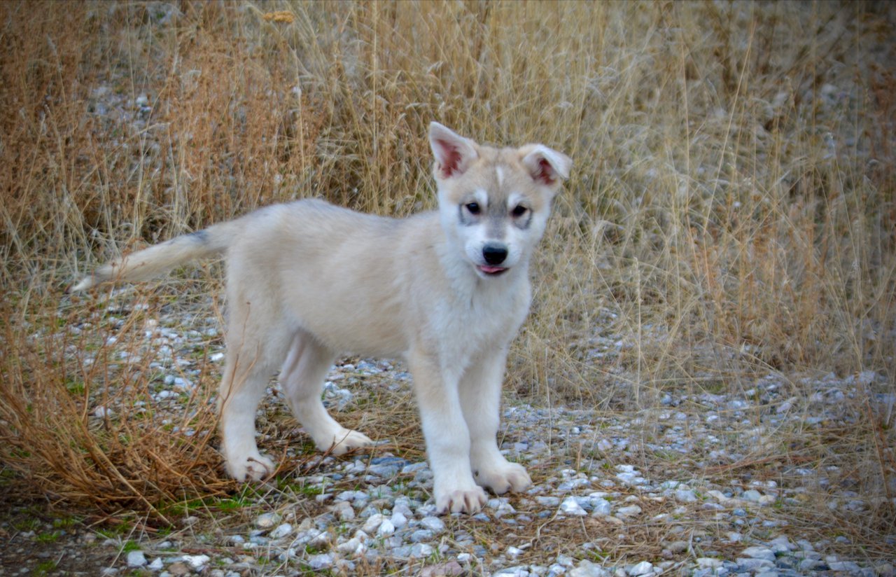 Muscle Car Litter - 12 weeks old - Mustang - stand front one ear up