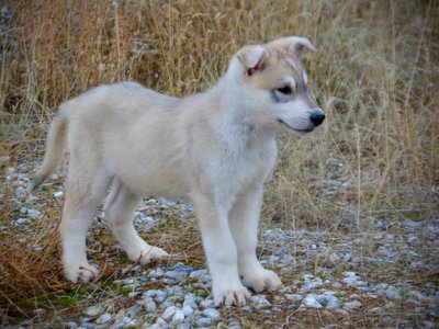 Muscle Car Litter - 12 weeks old - Mustang - standing side view