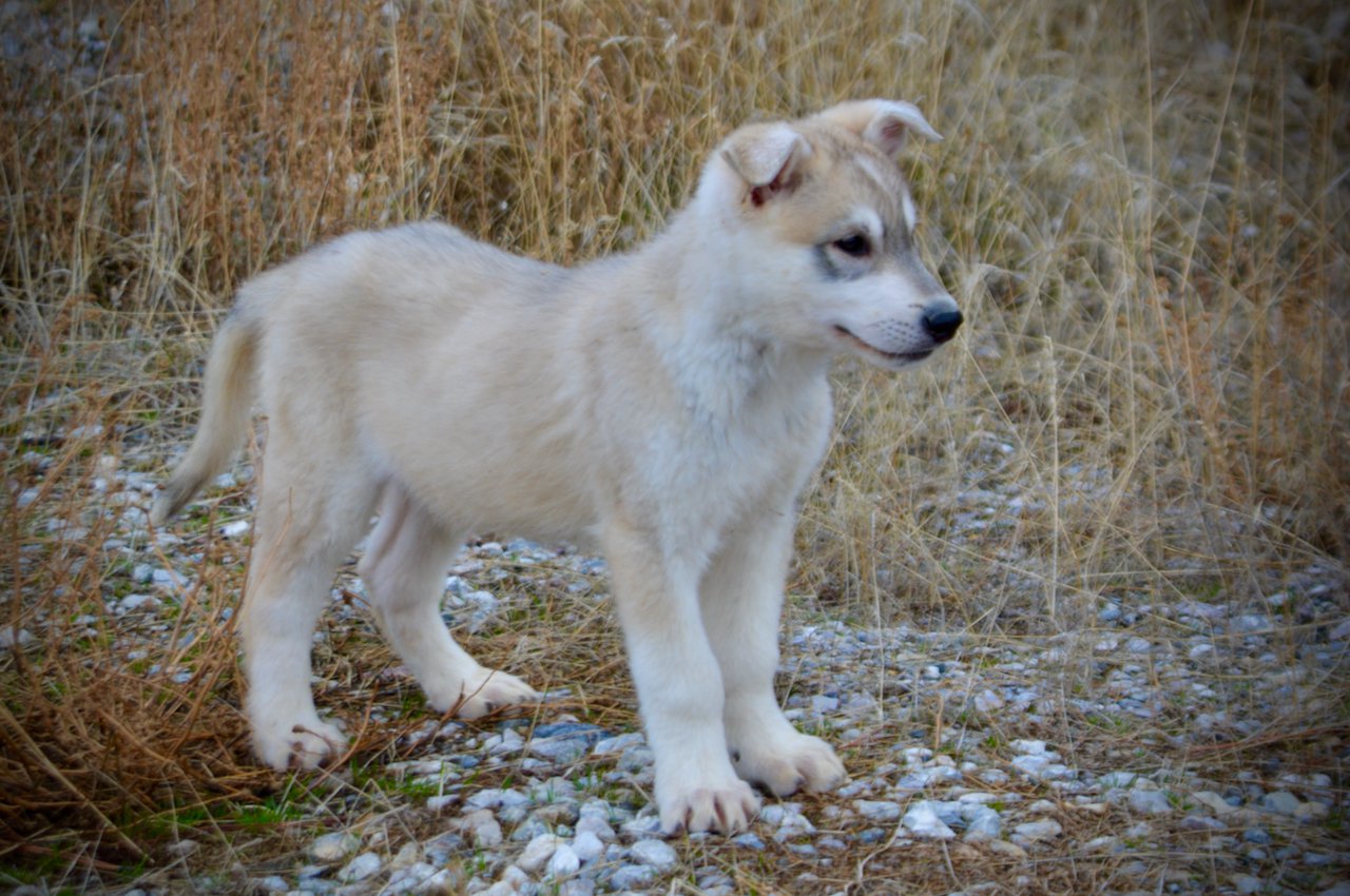 Muscle Car Litter - 12 weeks old - Mustang - standing side view