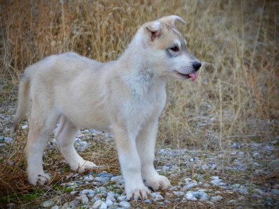 Muscle Car Litter - 12 weeks old - Mustang - standing tongue out