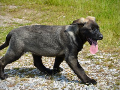 Big Dog Litter - 13 weeks old - Colossus1