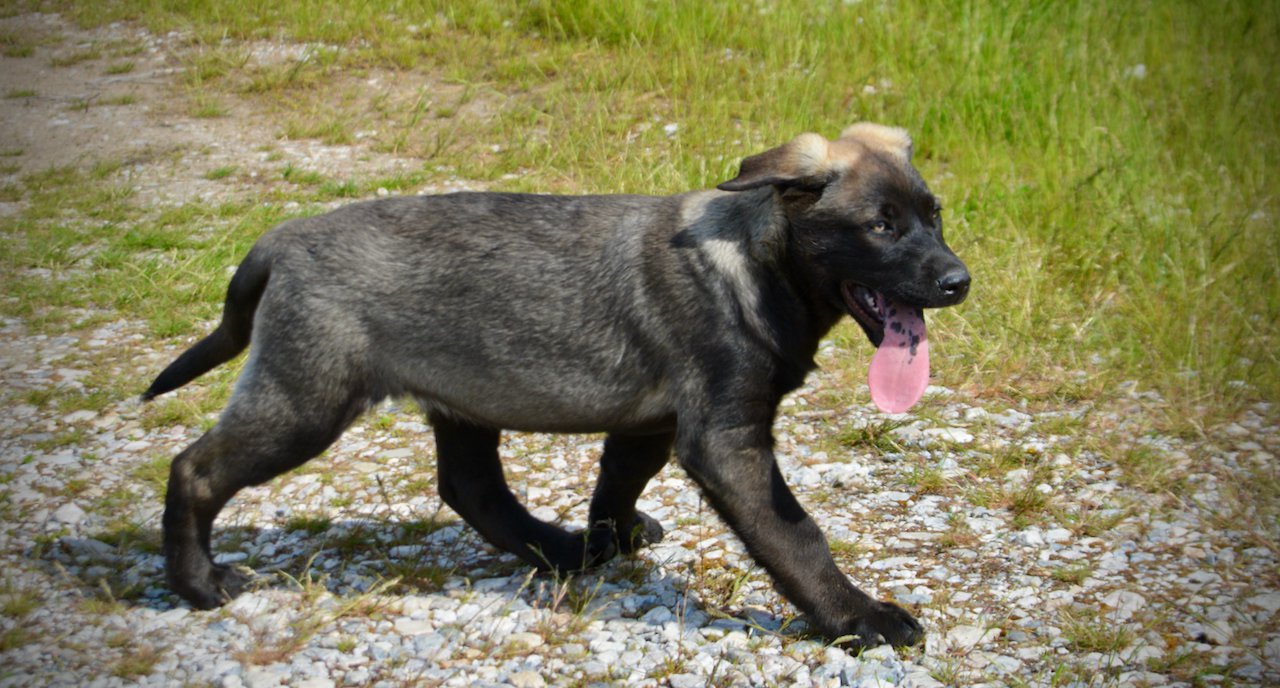 Big Dog Litter - 13 weeks old - Colossus1