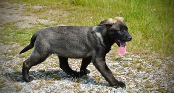 Big Dog Litter - 13 weeks old - Colossus1