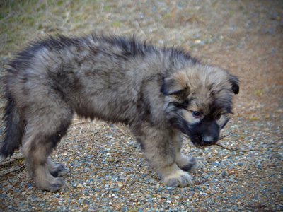 Muscle Car Litter - 12 weeks old - Barracuda - stand pretty