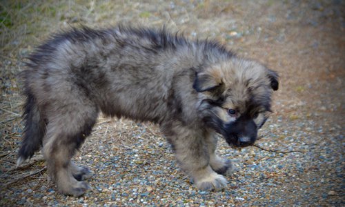 Muscle Car Litter - 12 weeks old - Barracuda - stand pretty