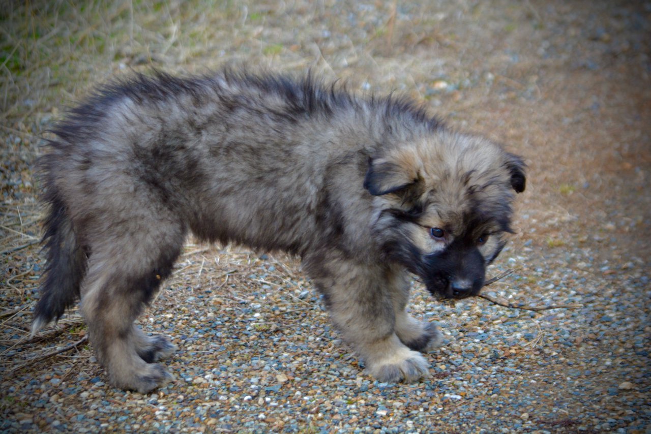 Muscle Car Litter - 12 weeks old - Barracuda - stand pretty