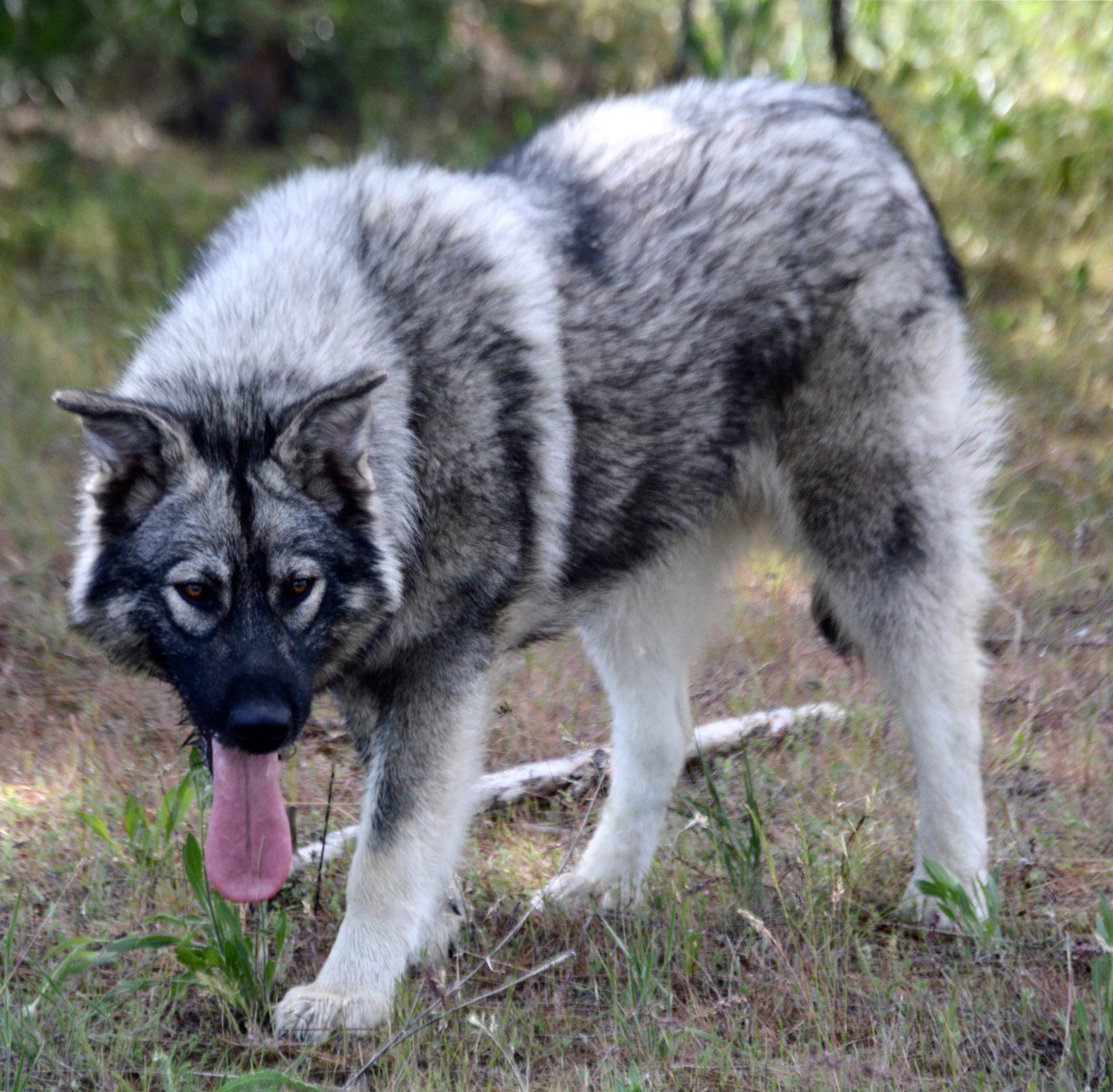 Dire best sale wolf breed