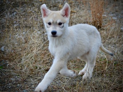 Muscle Car Litter - 12 weeks old - Corvette - Running head up