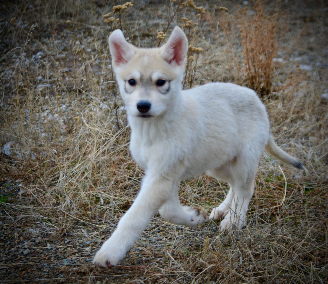 Muscle Car Litter - 12 weeks old - Corvette - Running head up