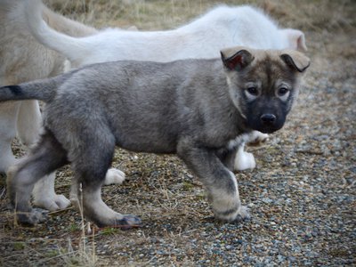 Mountain Peaks Litter - 12 weeks old - Blackburn - trotting looking