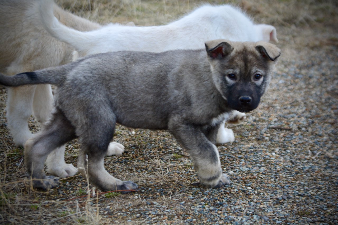 Mountain Peaks Litter - 12 weeks old - Blackburn - trotting looking