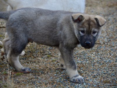 Mountain Peaks Litter - 12 weeks old - Blackburn - walking head down