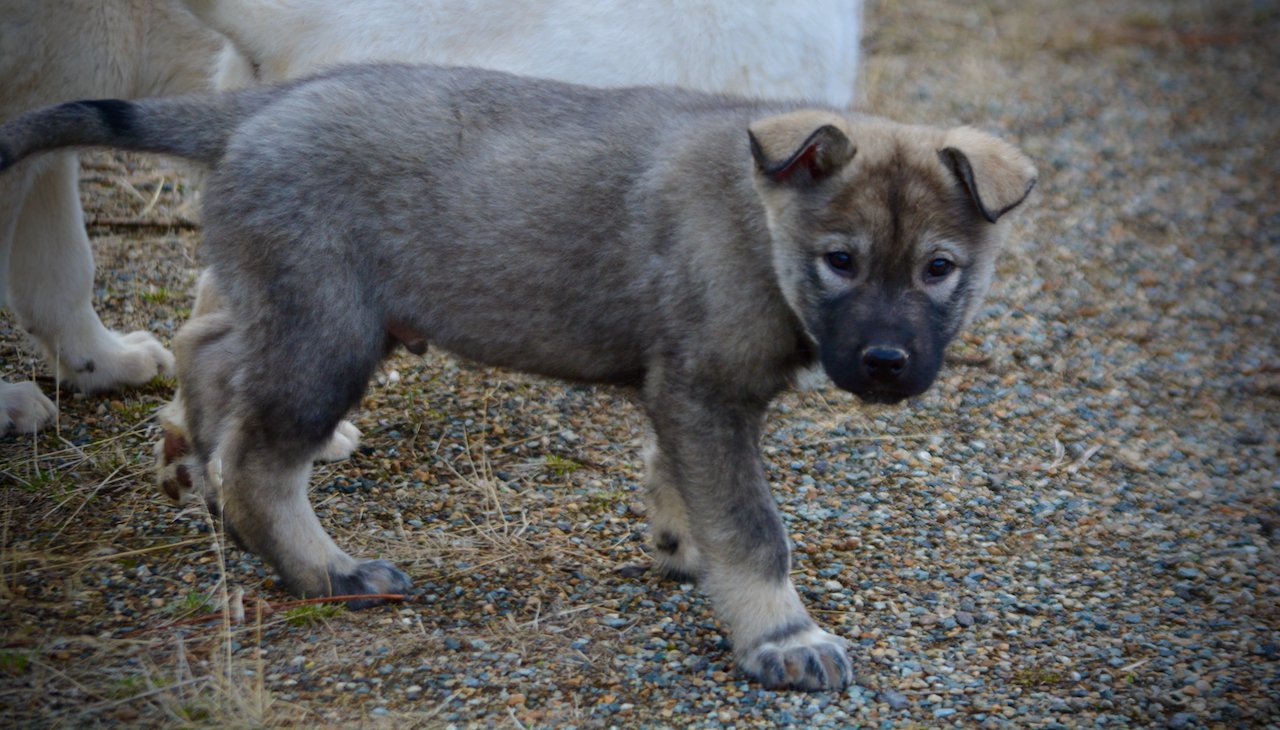 Mountain Peaks Litter - 12 weeks old - Blackburn - walking head down