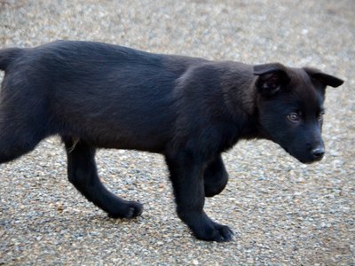 Harvest Litter - 12 weeks old - Licorice - side walk