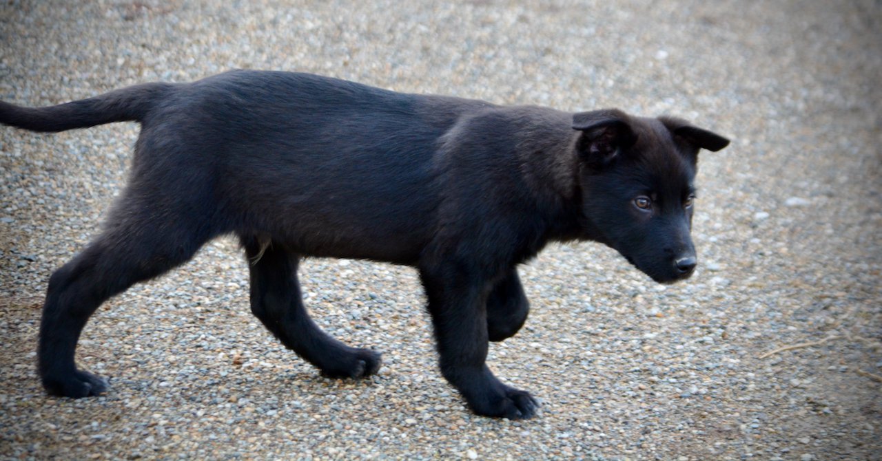 Harvest Litter - 12 weeks old - Licorice - side walk