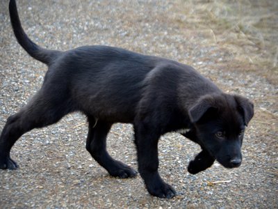 Harvest Litter - 12 weeks old - Licorice - side walk head down