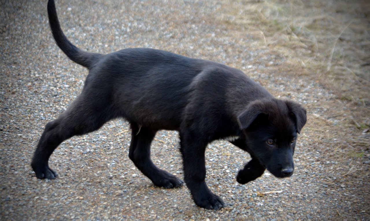 Harvest Litter - 12 weeks old - Licorice - side walk head down