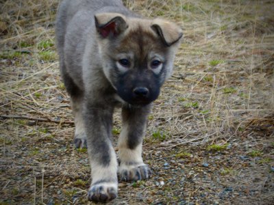 Mountain Peaks Litter - 12 weeks old - Blackburn - walking forward head down