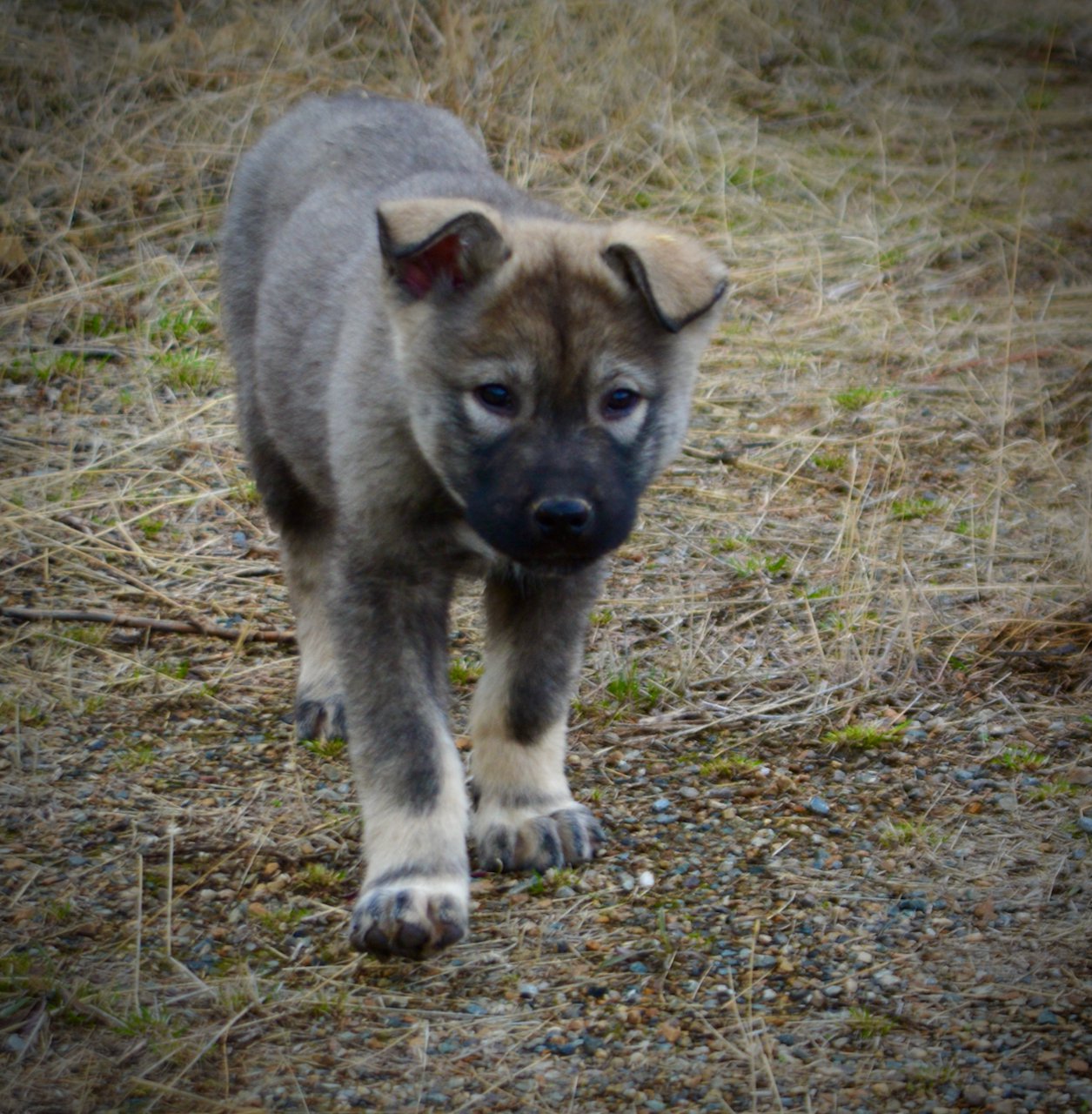 Mountain Peaks Litter - 12 weeks old - Blackburn - walking forward head down