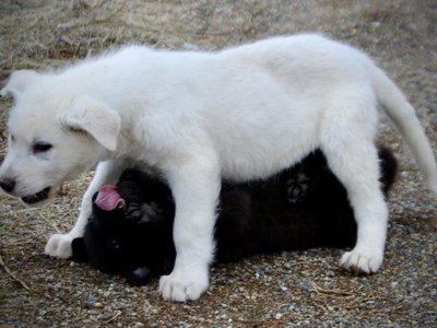 Mountain Peaks Litter - 12 weeks old - Everest - standing over another puppy