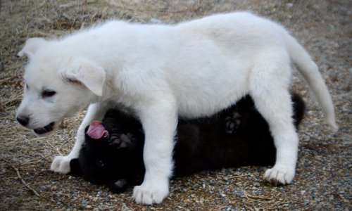 Mountain Peaks Litter - 12 weeks old - Everest - standing over another puppy